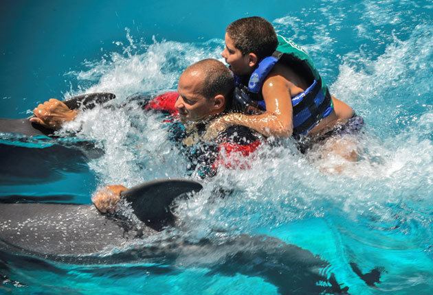 Terapia con Delfines