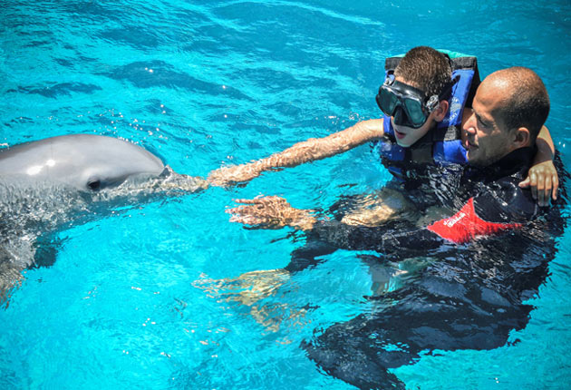 Terapia con Delfines