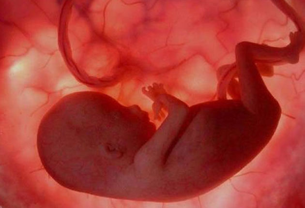 Bebé en el útero 