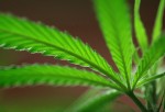 Niños con epilepsia podrán usar marihuana medicinal en Illinois, EU