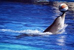 Delfines ayudan a tratar a niños con autismo y síndrome de Down