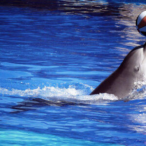 Delfines ayudan a tratar a niños con autismo y síndrome de Down