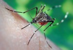 Por qué los mosquitos pican a algunas personas y a otras no
