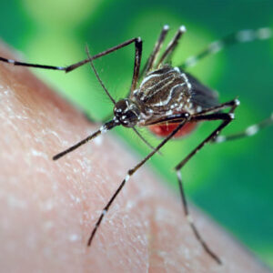 Por qué los mosquitos pican a algunas personas y a otras no