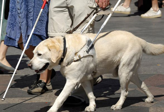 ¿Cómo ayudan los perros guía a los ciegos?