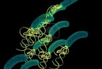 El 'Helicobacter pylori' podría frenar el riesgo de esclerosis múltiple en mujeres