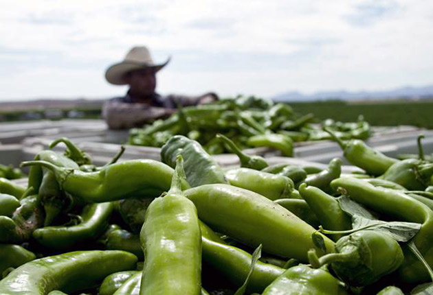 El picor del chile ayuda a combatir  el sobrepeso