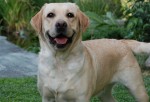 Nico, perro terapista para niño con autismo