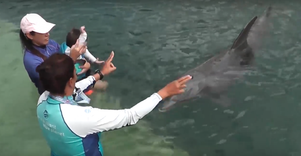 Delfines