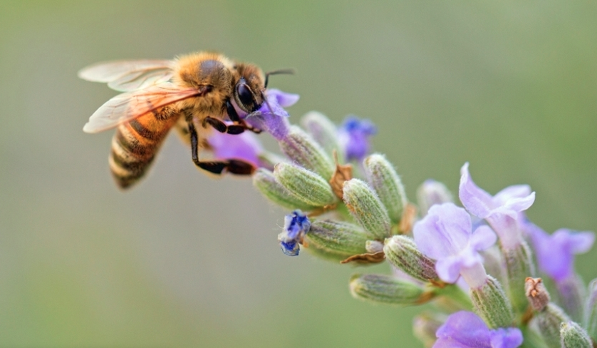 La abeja es el animal más importante del mundo, pero está en peligro de extinción