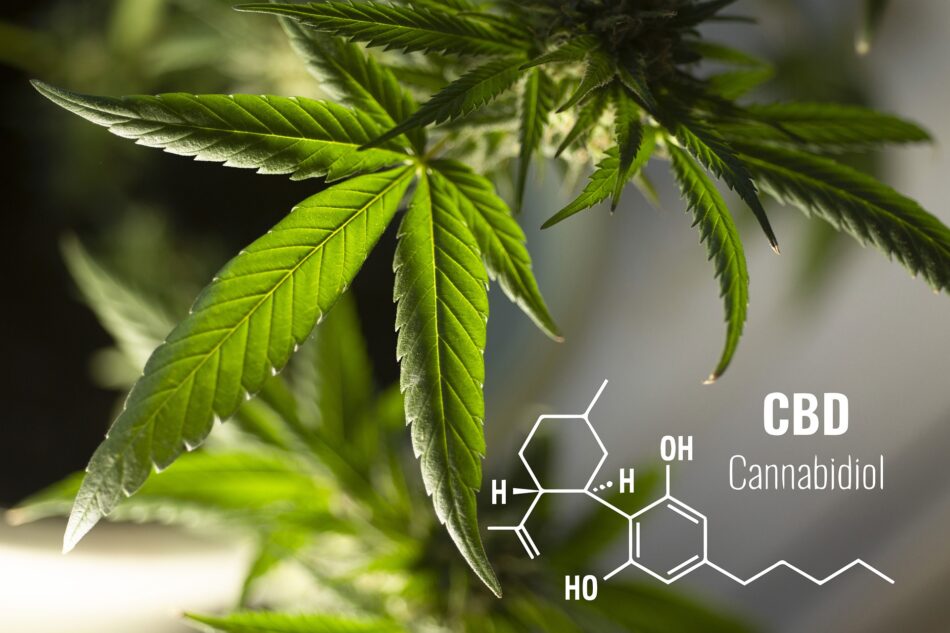 El CBD, un componente del cannabis, es el antibiótico del futuro